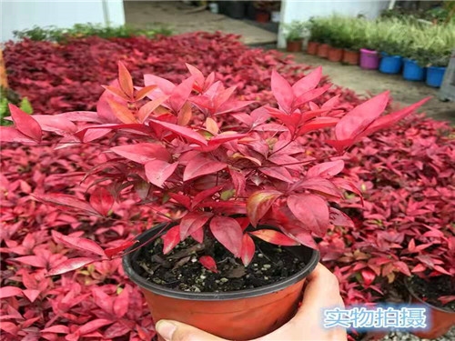 火焰南天竹