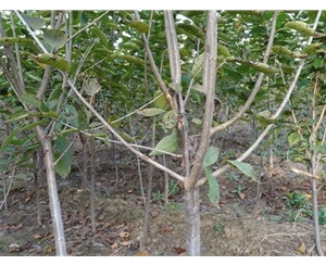 樱桃树