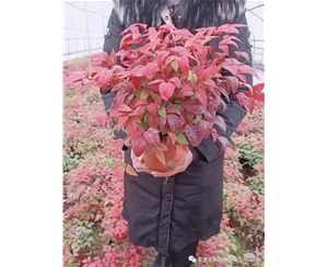 火焰南天竹