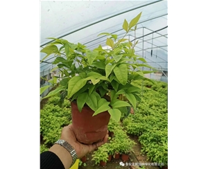 火焰南天竹