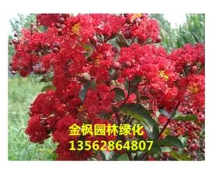 丛生美国大红紫薇